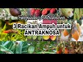 Racikan fungisida untuk antraknosa