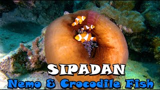 Nemo &amp; Crocodile Fish on Sipadan in 4K