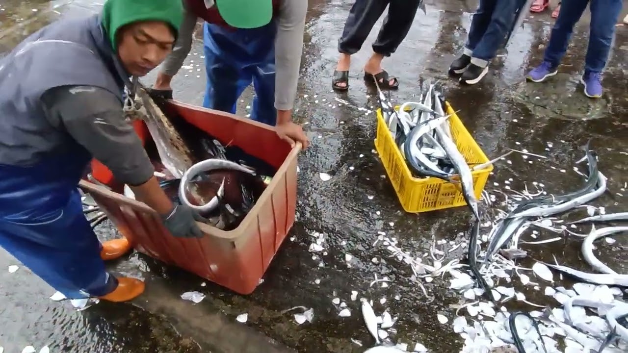 想買新鮮海產？直擊漁港拍賣現場，體驗最道地的海鮮搶購潮！ 粉鳥林漁港 定置漁場 5