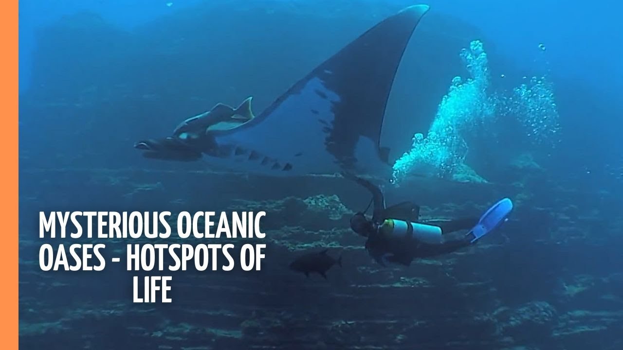 Mysterious Oceanic Oases - Hotspots of life (2017)