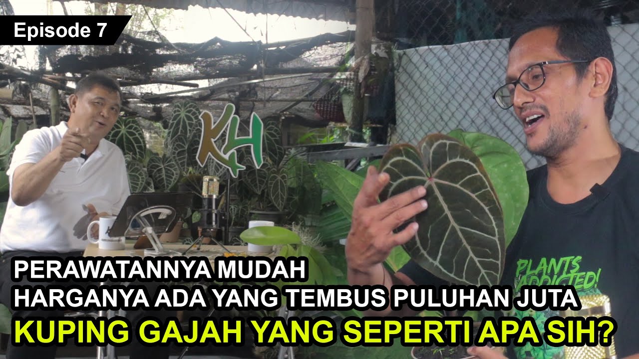 Pesona Bunga Kuping Gajah dan Anggrek Lokal Minahasa — Transcript