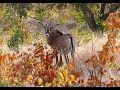 Safari at Hwange Bush Camp, Zimbabwe