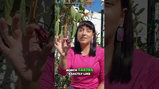 Celebrity Discover Roselle: The Southern Cranberry Alternative Wealth