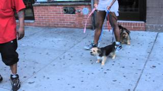 Bodega cat attacking dogs - Harlem, NYC