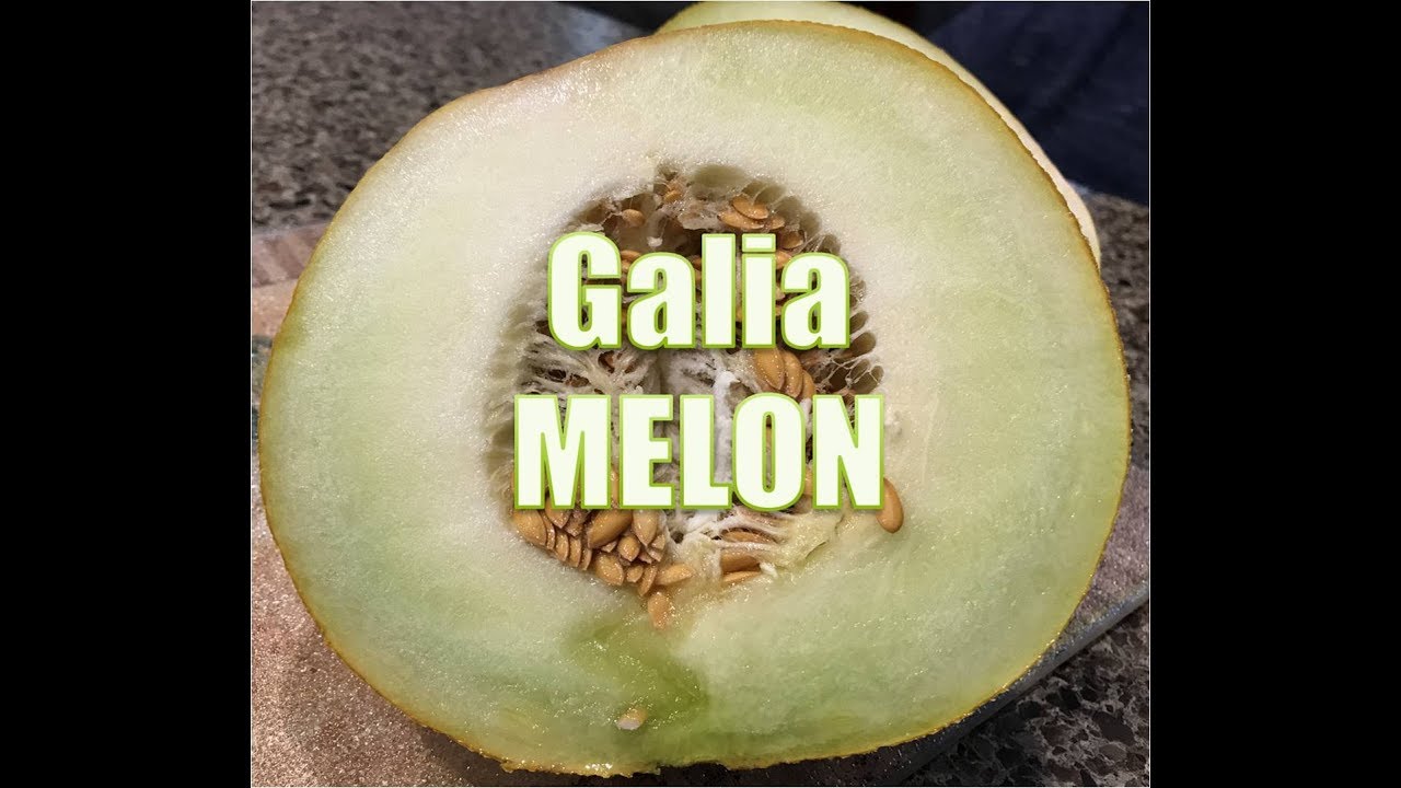Unusual Food 45 Galia Melon YouTube