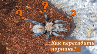 Как пересаживать норного  паука / cyriopagopus lividus