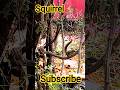 squirrel 🐿️#squirrel #sound #peace #fyp #youtubeshorts #youtube #love #reels #video #viral #short#yt