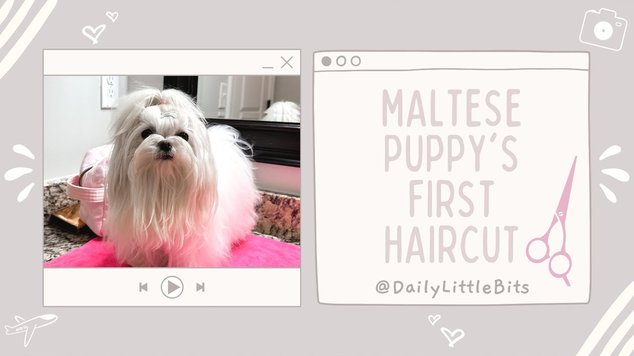 Giving My Maltese Puppy Her First Haircut YouTube