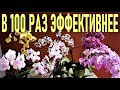 БЕСПЛАТНО ДЛЯ ОРХИДЕЙ!🌞 В 100 РАЗ ЭФФЕКТИВНЕЕ🌞 НАМАЖЬТЕ ЭТИМ МЕРИСТЕМЫ ДЛЯ ПЫШНОГО ЦВЕТЕНИЯ ОРХИДЕЙ!