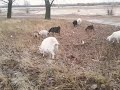 Как определить возраст козы? 🐐