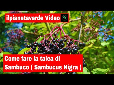 Video: Propagazione di bacche di sambuco: come e quando prendere le talee di bacche di sambuco