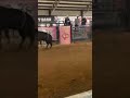 A Rank Little 2yr. bull at Jerome Davis Ranch #rodeo