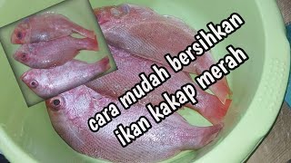 cara bersihkan ikan kakap merah