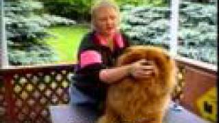 raising a chow chow