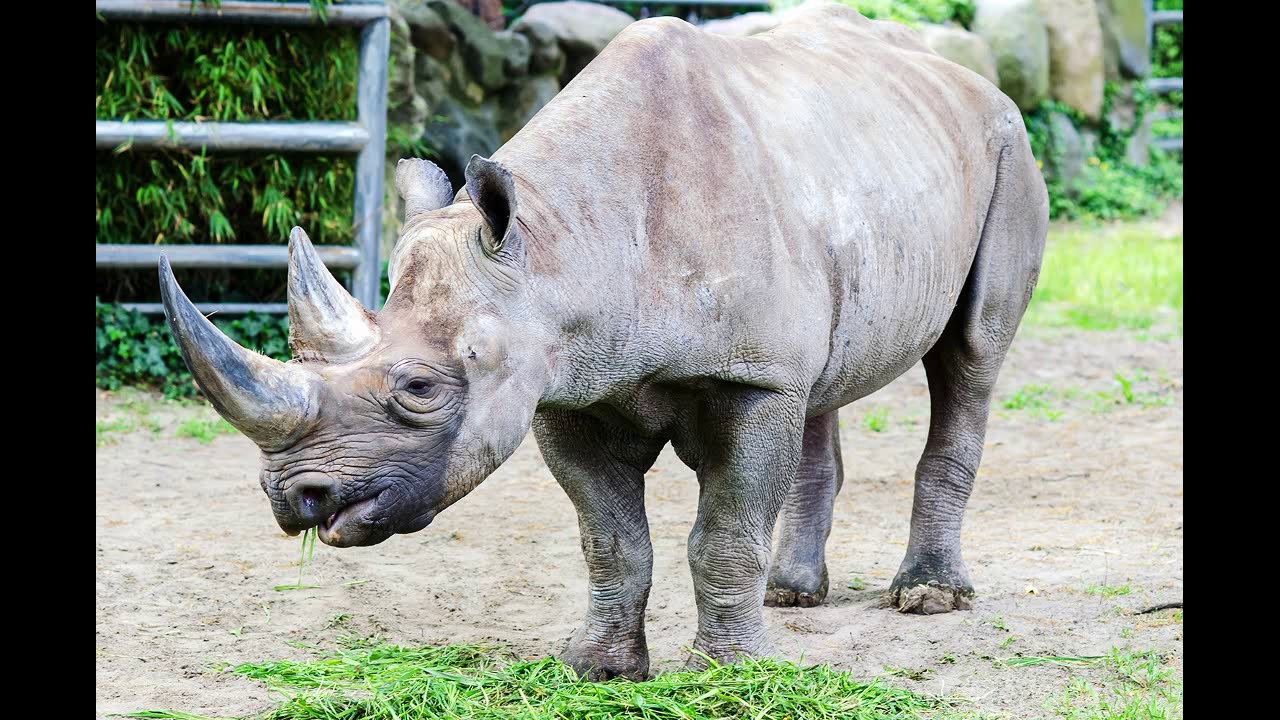 гигантский носорог. носорог в зоопарке москвы. носорог в зоопарке. московский зоопарк носорог. носорог в зоопарке.