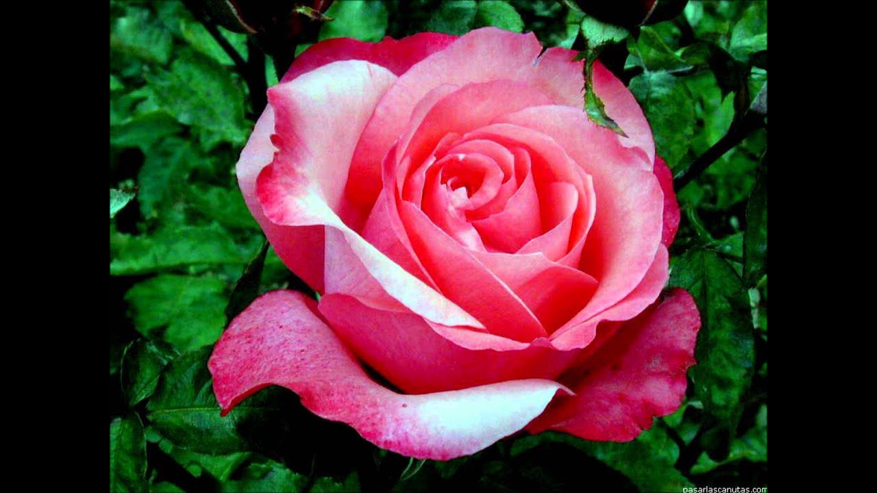 y como es el - grupo la noche