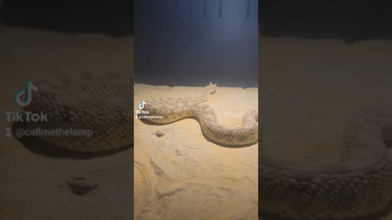 Horned viper feeding fail 
