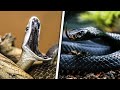 MAMBA NEGRA, A SERPENTE MAIS TEMIDA DO MUNDO