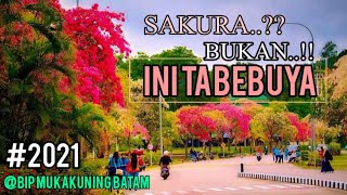 Bunga Sakura Batam di Kawasan Industri Batamindo Muka Kuning