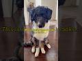 This question tricks everyone 🤯 #puppy #shorts #riddles #funny