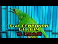 Cucak Ijo Trotol Bwi Roll Speed Tembakan Cililin Mp3 - Mp4 Download