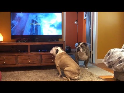 bulldog-reaction-to-la-llorona-trailer,-ignores-noisy-brother