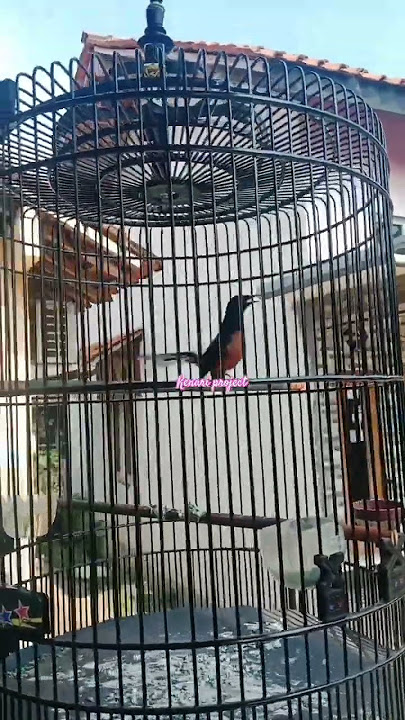 Murai Batu Gacor Isian Murai Air