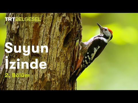 Suyun İzinde |