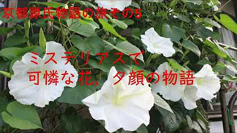 夕顔の君