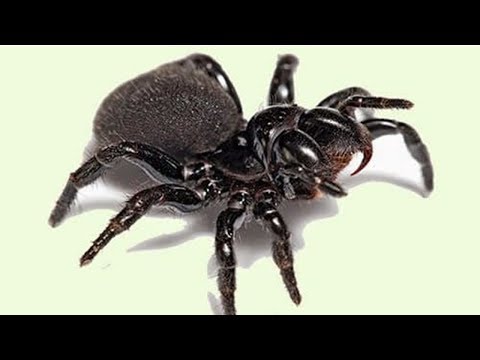 Video: ¿Dónde viven las arañas de tela en embudo?