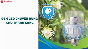 CHONG ĐÈN CHO THANH LONG - ỨNG DỤNG ĐÈN LED CHIẾU SÁNG CÂY THANH LONG || RẠNG ĐÔNG