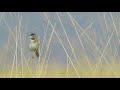 Paddyfield Warbler Veldrietzanger Acrocephalus Agricola Paddyfield Warbler Veldrietzanger Acrocephalus Agricola