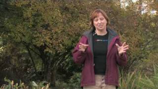 Gardening for Trees & Plants : Best Time to Transplant Rhubarb