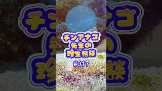 チンアナゴ先生の珍生相談 #017 #チンアナゴ #人生相談 #i2v