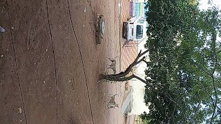 When Angry Dogs Clash 😡🐶 | Real Fight Moments!"|||Ullu|||kooku|||web series