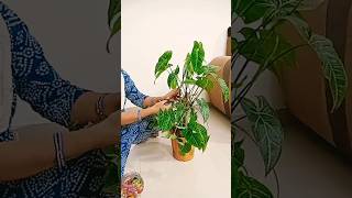 Air Purifier | Philodendron Propagation || BhadrachalamAmmai