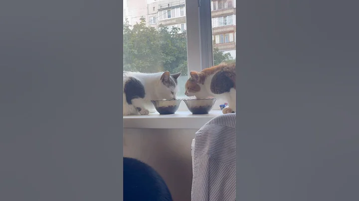 Video 11142521: cat cute sweet, funny cat