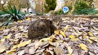 Poor girl sleeps on leaves in winter by Cats Land 290 views 4 months ago 2 minutes, 33 seconds