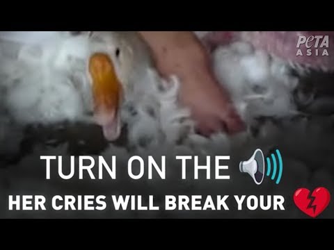 GEESE CRY OUT IN PAIN IN DOWN PRODUCTION