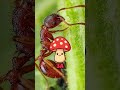 Муравьи, которые выращивают еду