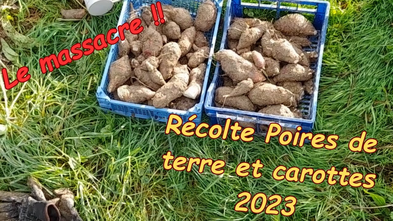 Récoltes Poires de terre et carottes : le grand massacre !!