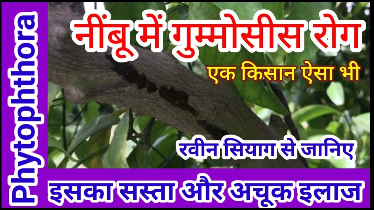 145. नींबू में गुम्मोसिस का क्लोरीन ब्लीच से इलाज कितना असरदार । Sodium Hypochlorite