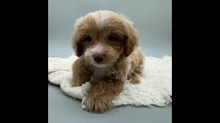 Abcpuppy.com - Maltipoo puppies for sale in Texas