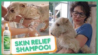 SKIN RELIEF SHAMPOO  FOR YOUR DOG'S ITCHY SKIN