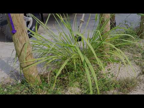 Weed whacker in slow motion 2 - Satisfying!