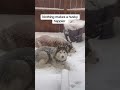 These guys are so happy to finally have some snow this year. #snow #husky #snowdog #huskyshorts