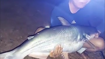 Táp là Dính # câu cá Đập Bà Hào Trị An, dính cá tra khủng