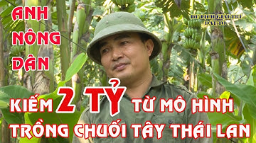 Lãi 2 tỷ đồng nhờ trồng chuối tây Thái Lan/Nhà nông làm giàu