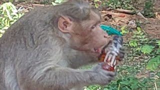 monkey 🐒 try to open soft drinks screenshot 4