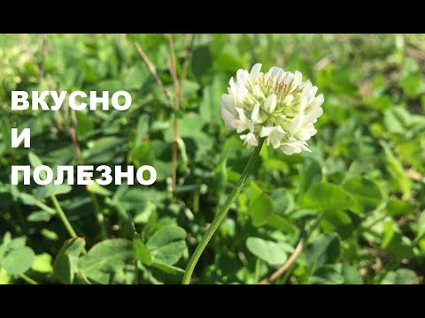 Видео: Какой клевер съедобен?